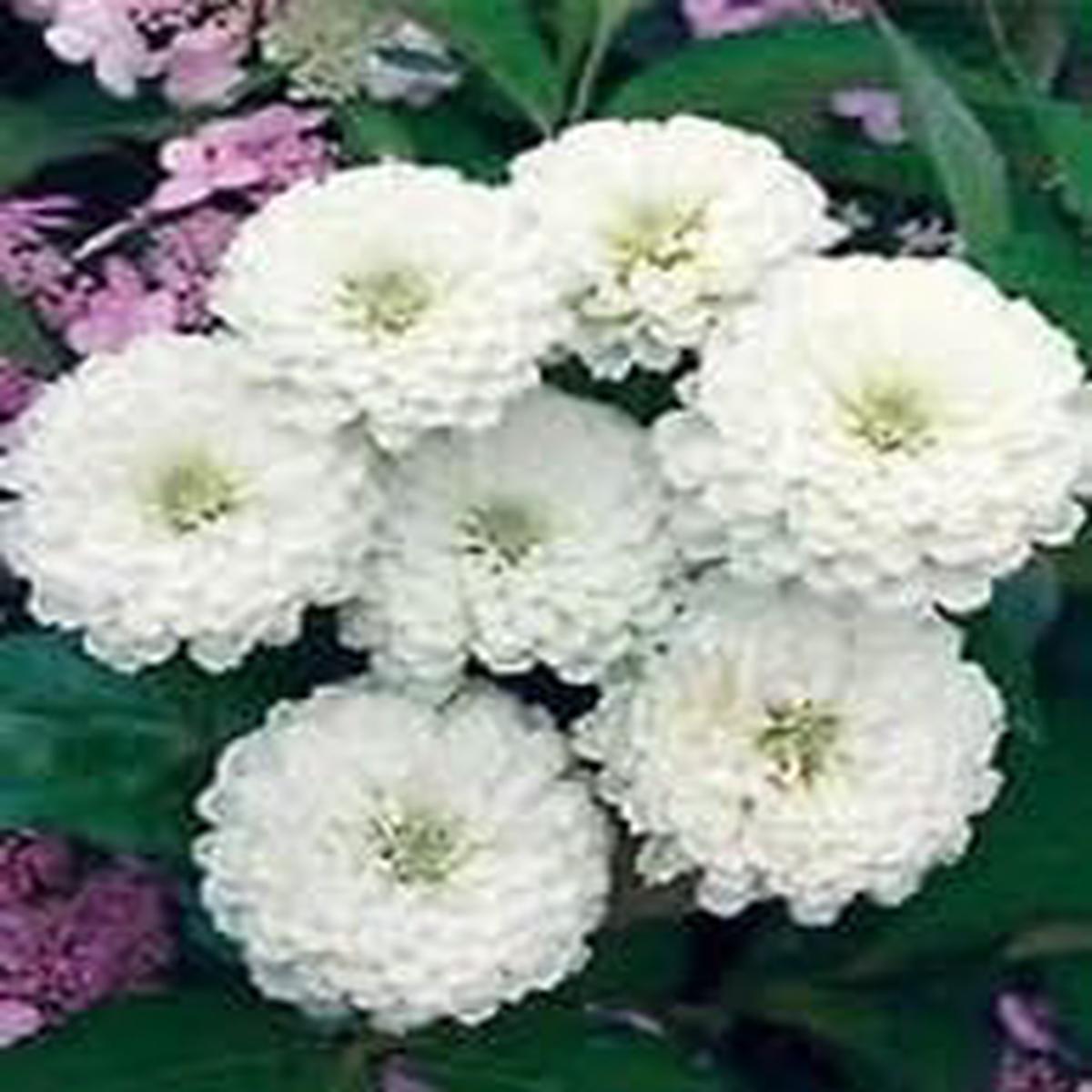 Heirloom Non-GMO White Oklahoma Flower Seeds for Planting  Elegant Blooms for Garden Use
