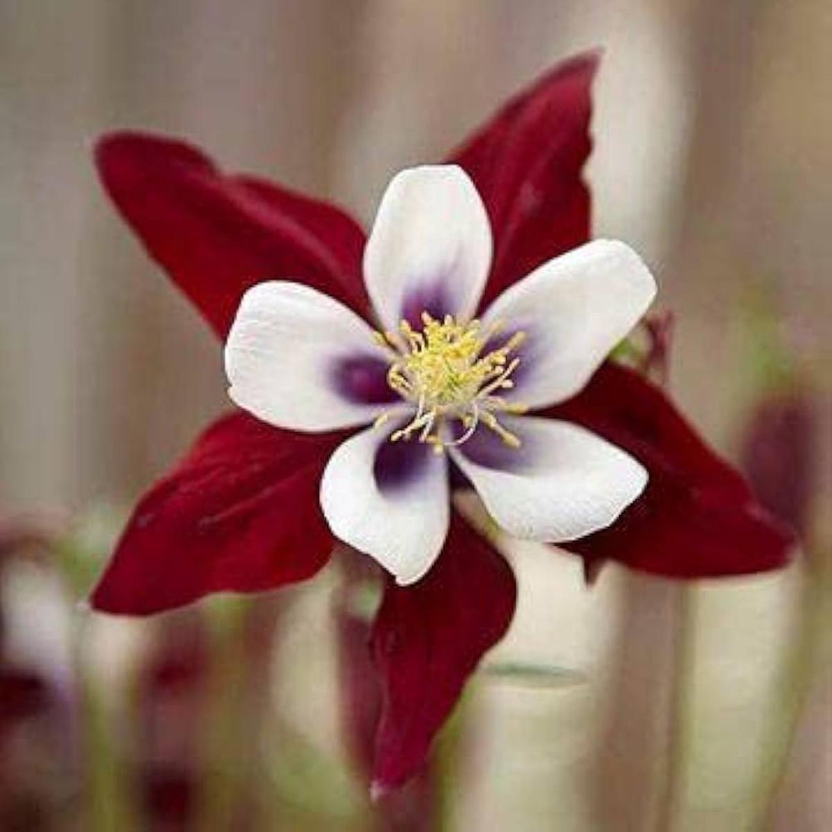 Heirloom Red White Columbine Flower Seeds for Garden Planting  Elegant Perennial Blooms