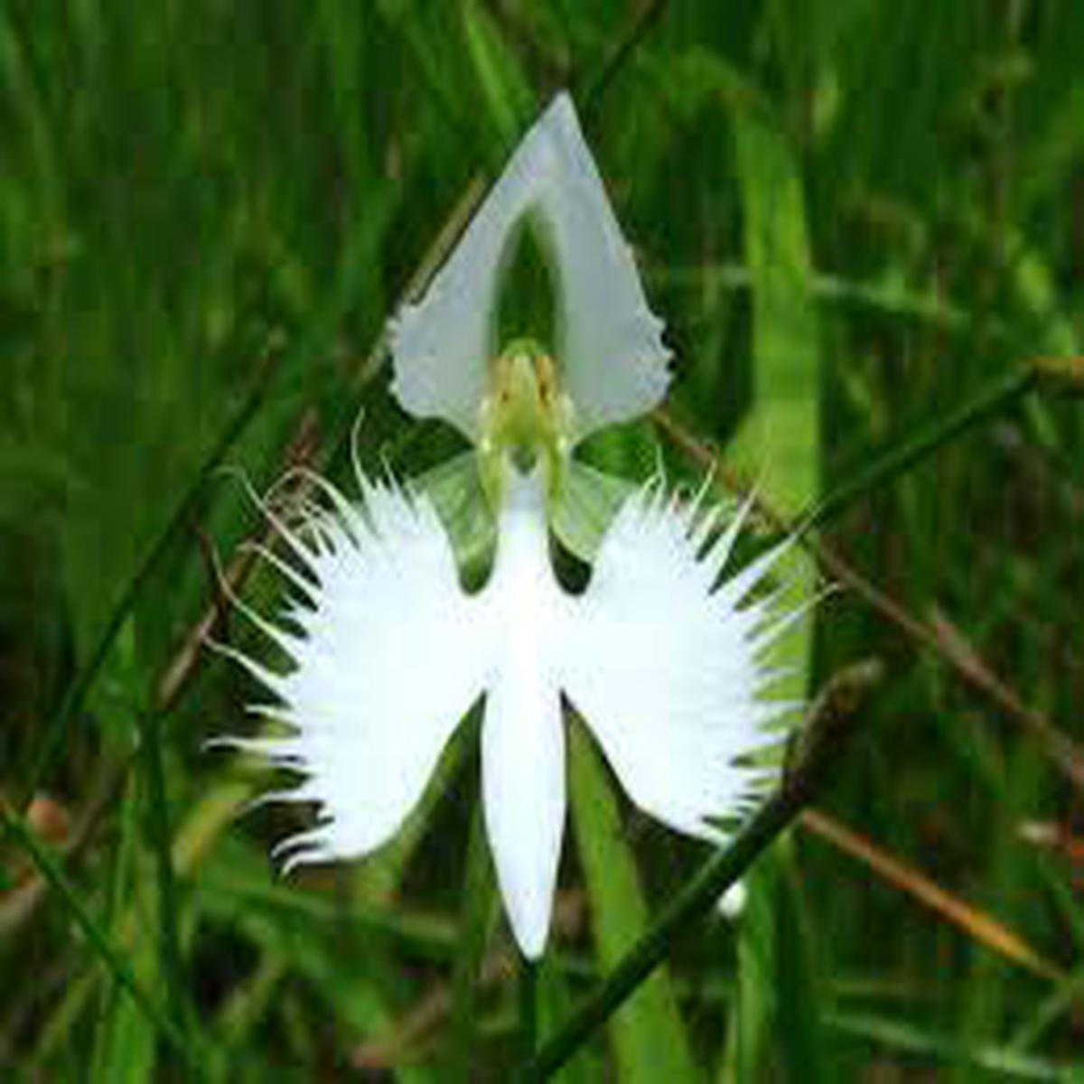 Japanese Radiata Flower Seeds for Planting  Easy to Grow, Heirloom, Non-GMO, High Germination, 100pcs