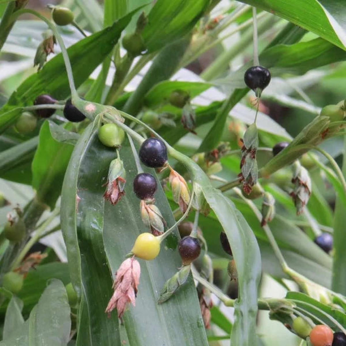 Job’s Tears Grain Flower seeds for Planting – Perfect for Borders, Heirloom & GMO Free Seeds for Home Garden