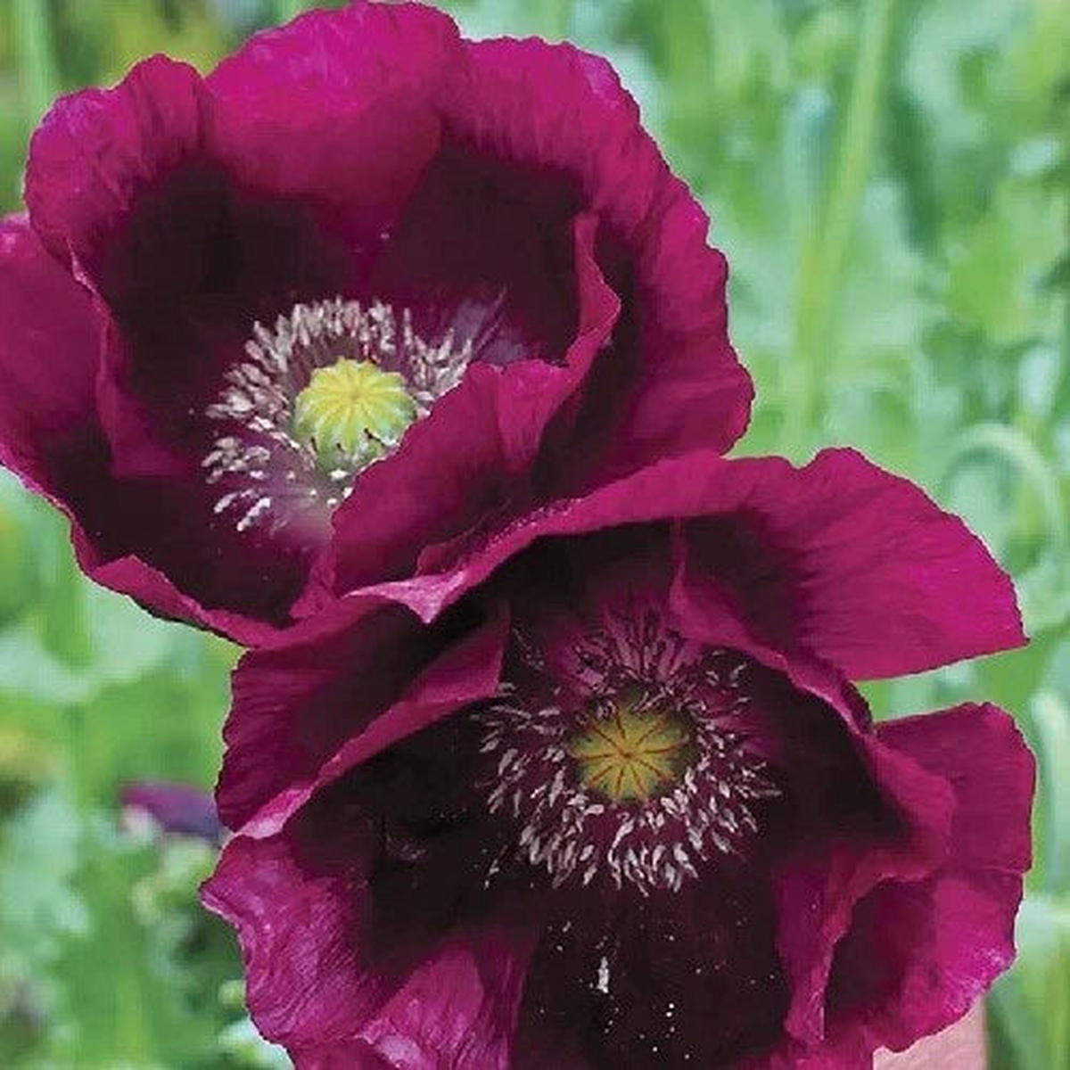 Lauren s Grape Poppy Seeds For Planting P Somnferum Seeds  Heirloom, Non-GMO, High Germination Organic Garden Seeds