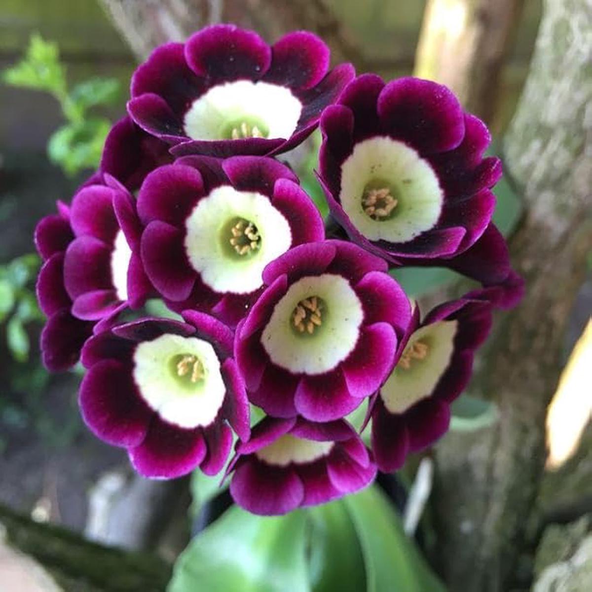 Lavender Primula Flower Seeds for Planting  Heirloom, Non-GMO, High Germination Organic Garden Seeds