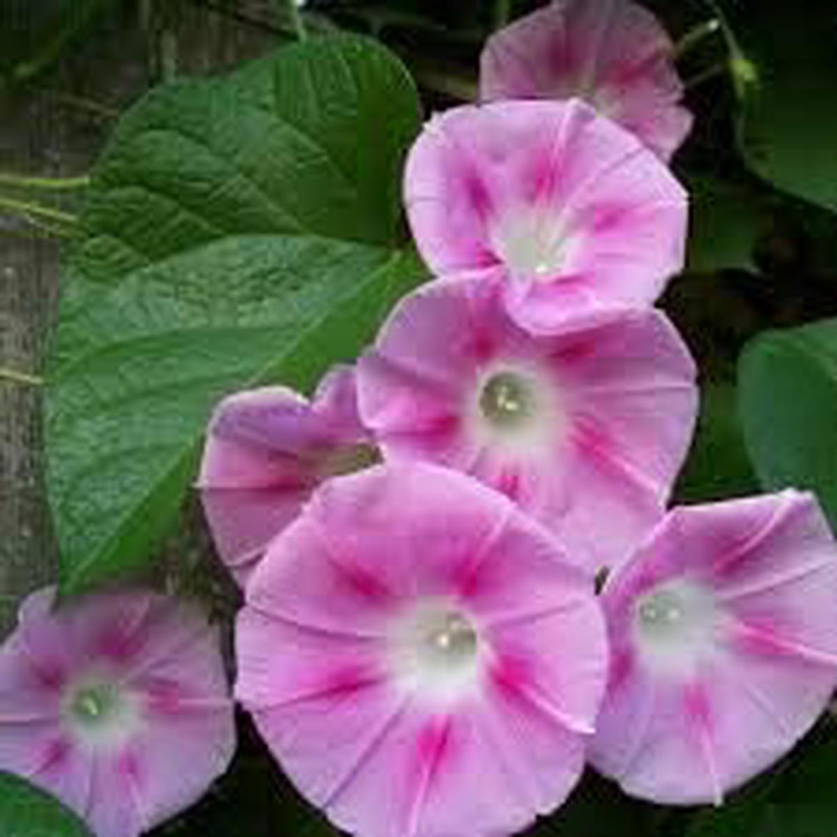 Light Pink Mini Violet Flower Seeds Heirloom Non-GMO Seeds for Planting, High Germination Organic Garden Seeds