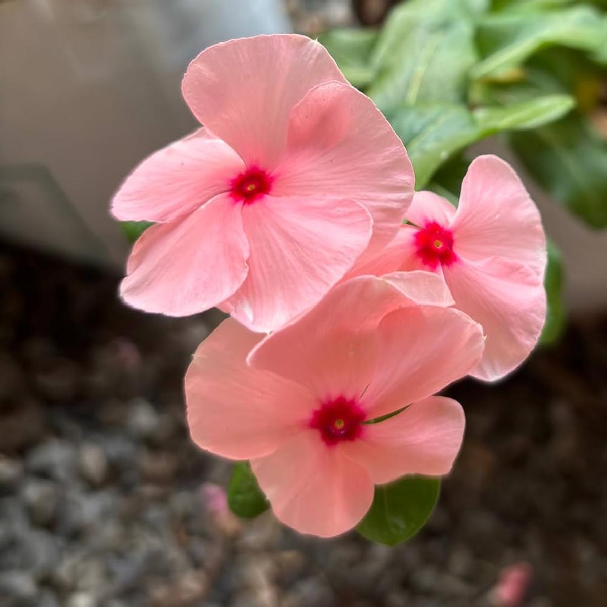 Light Pink Vinca Periwinkle Flower Seeds for Planting | Heirloom Non-GMO High Germination Organic Garden Seeds