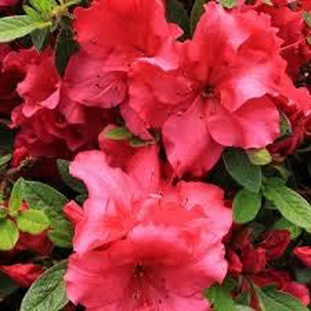 Light Red Azalea Flower seeds for Planting – Cut Flower Favorite, Heirloom & GMO Free Seeds for Home Garden