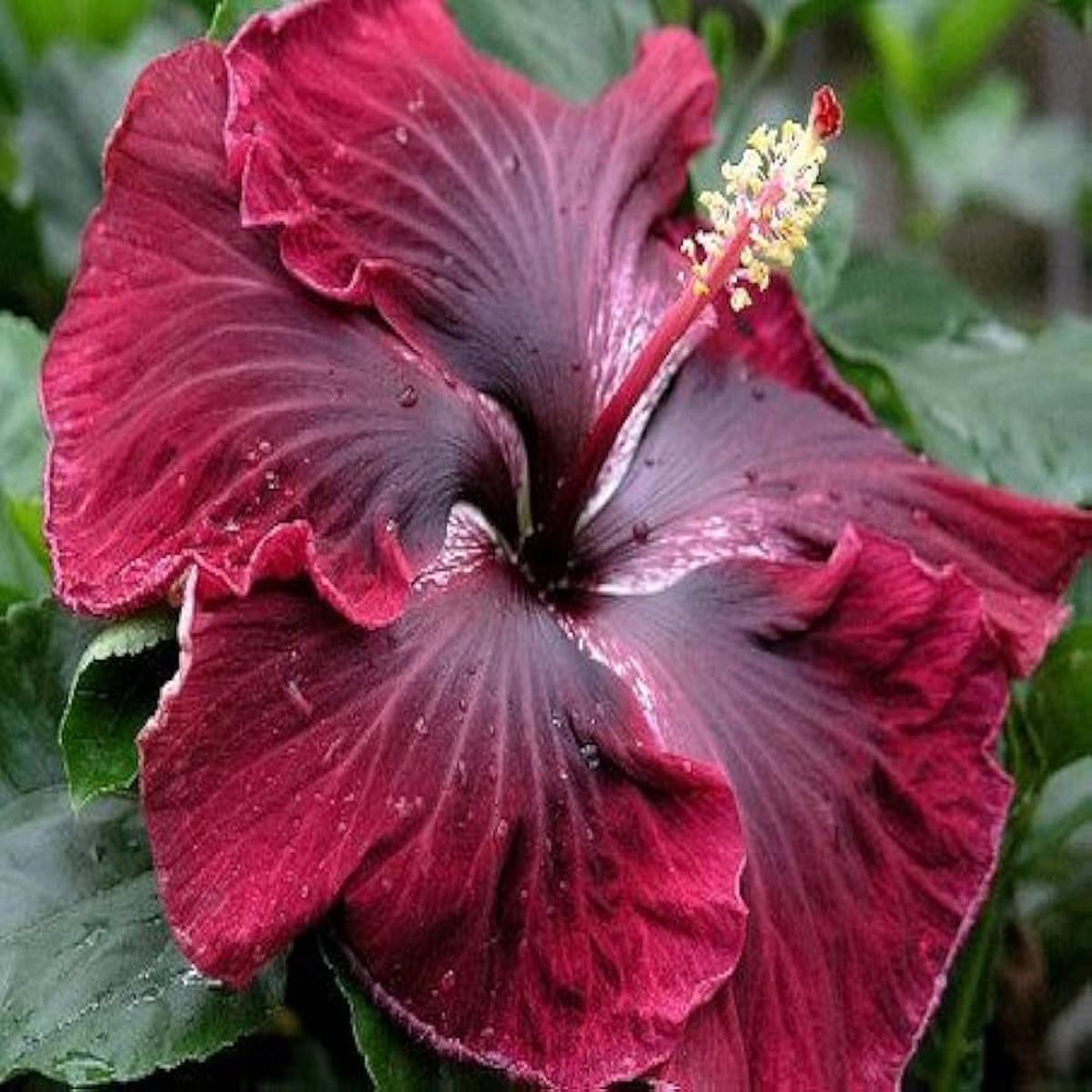 Maroon Jovibarba Flower seeds for Planting – Compact Growth, Heirloom & GMO Free Seeds for Home Garden