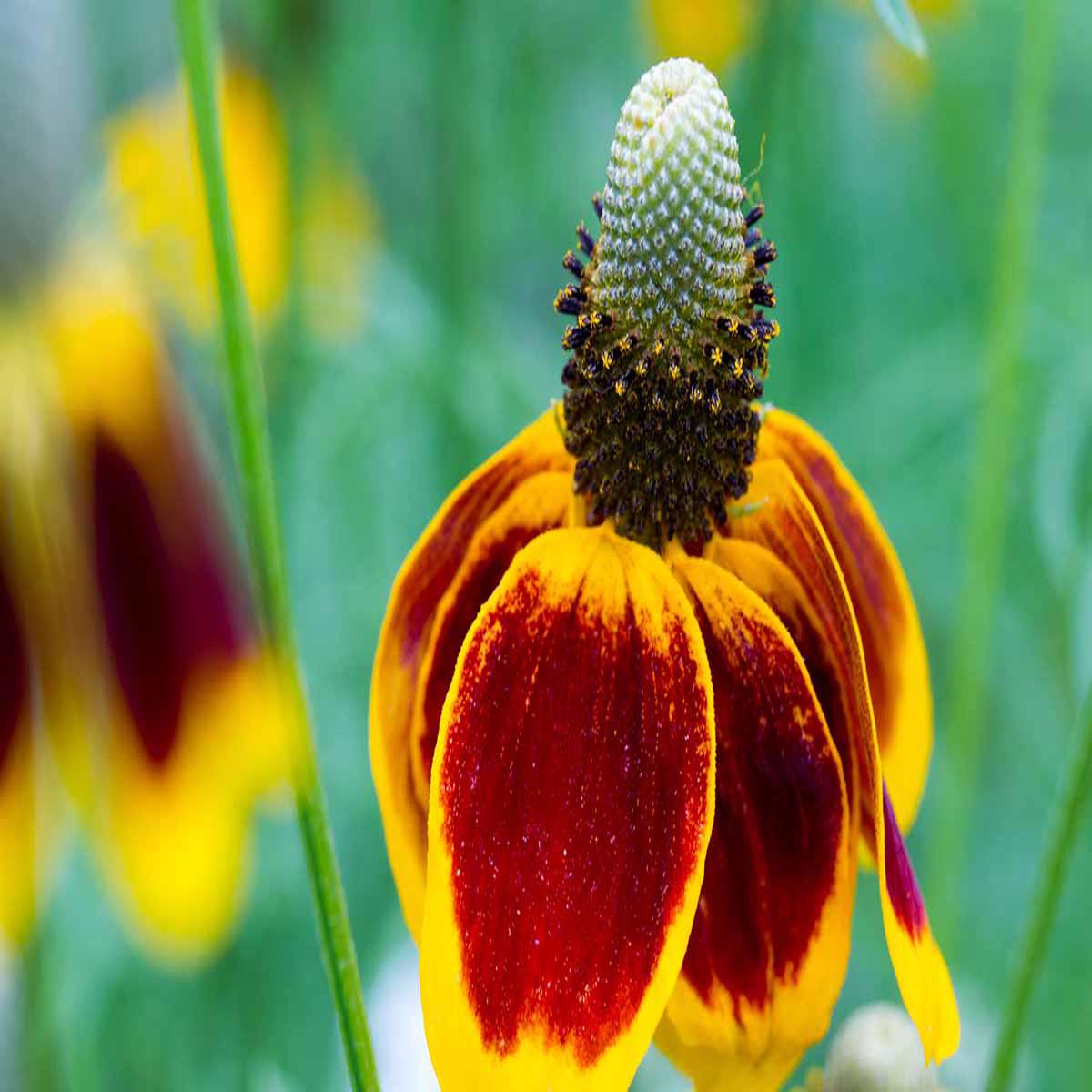 Mexican Hat Flower seeds for Planting Drought Tolerant Heirloom & GMO Free Seeds for Home Garden