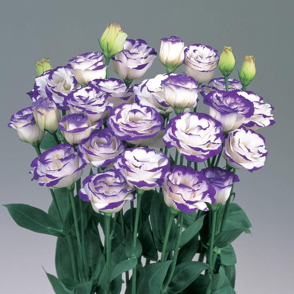 Mixed Lisianthus Echo Flower seeds for Planting – Compact Growth, Heirloom & GMO Free Seeds for Home Garden