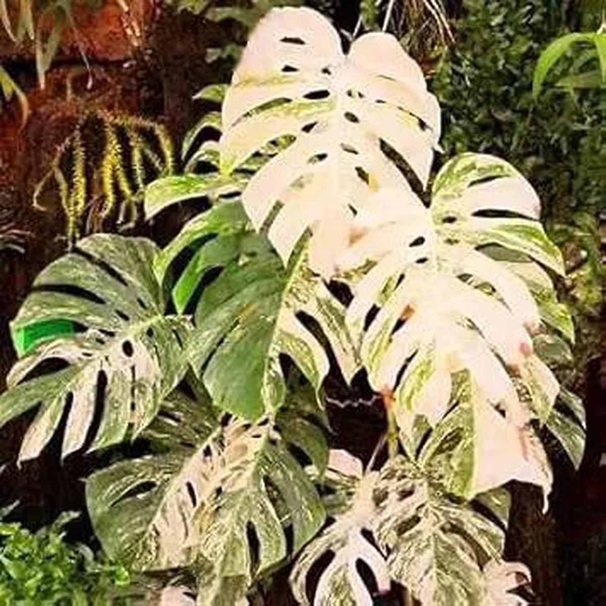 Mixed Turtle Planting Seeds – Non-GMO, Heirloom Leaves