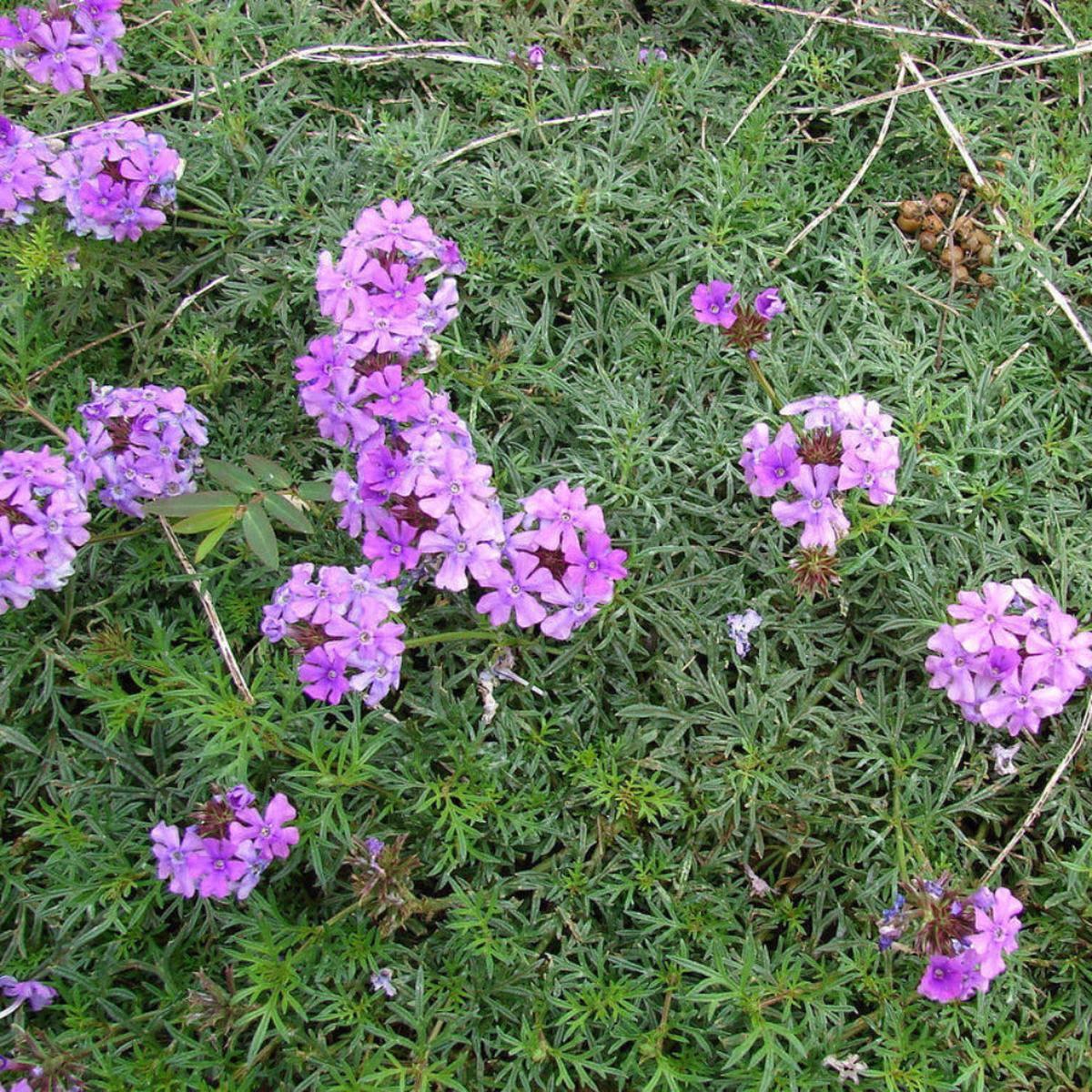 Moss Verbena Flower Seeds for Planting  Heirloom, Non-GMO, Easy to Grow, Pollinator-Friendly
