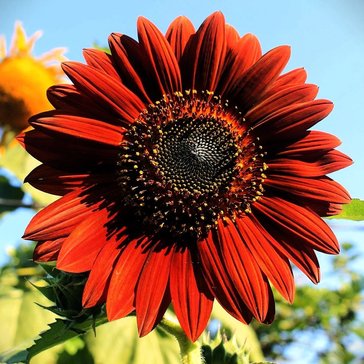Moulin Rouge Sunflower Seeds  Heirloom, Non-GMO, High Germination Organic Garden Seeds
