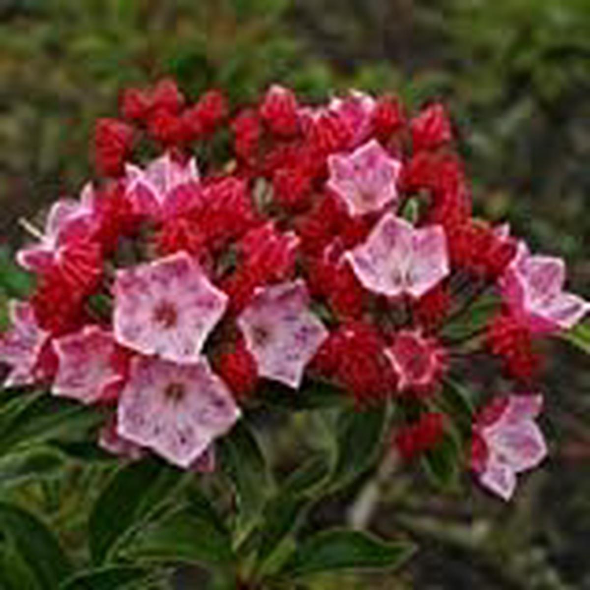 Organic Heirloom Pink Laurel Flower Seeds for Planting  Non-GMO, High Germination Organic Garden Seeds