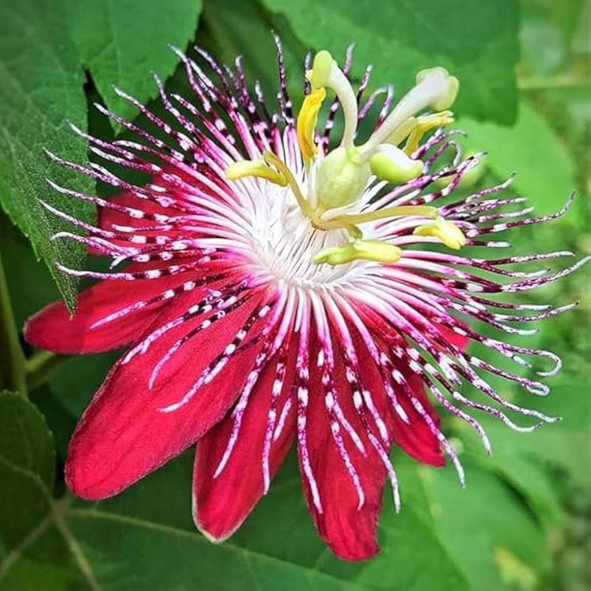 Organic Heirloom Red Passion Flower Seeds  Non-GMO Exotic Climbing Seeds for Planting, High Germination