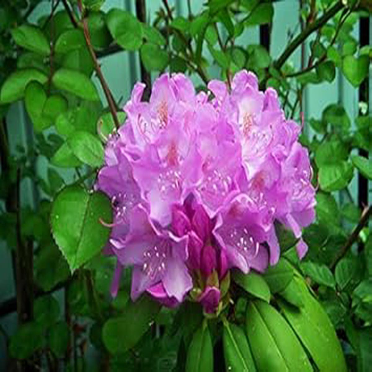 Organic Light Purple Rhododendron Azalea Seeds for Planting  Heirloom, Non-GMO, High Germination Garden Seeds