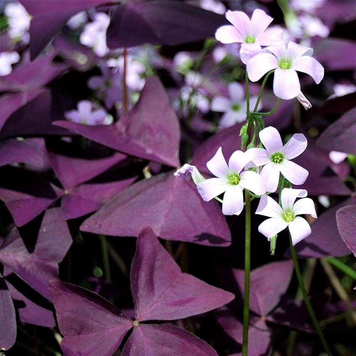 Oxalis Shamrock Flower seeds for Planting Wildflower Mix Heirloom & GMO Free Seeds for Home Garden