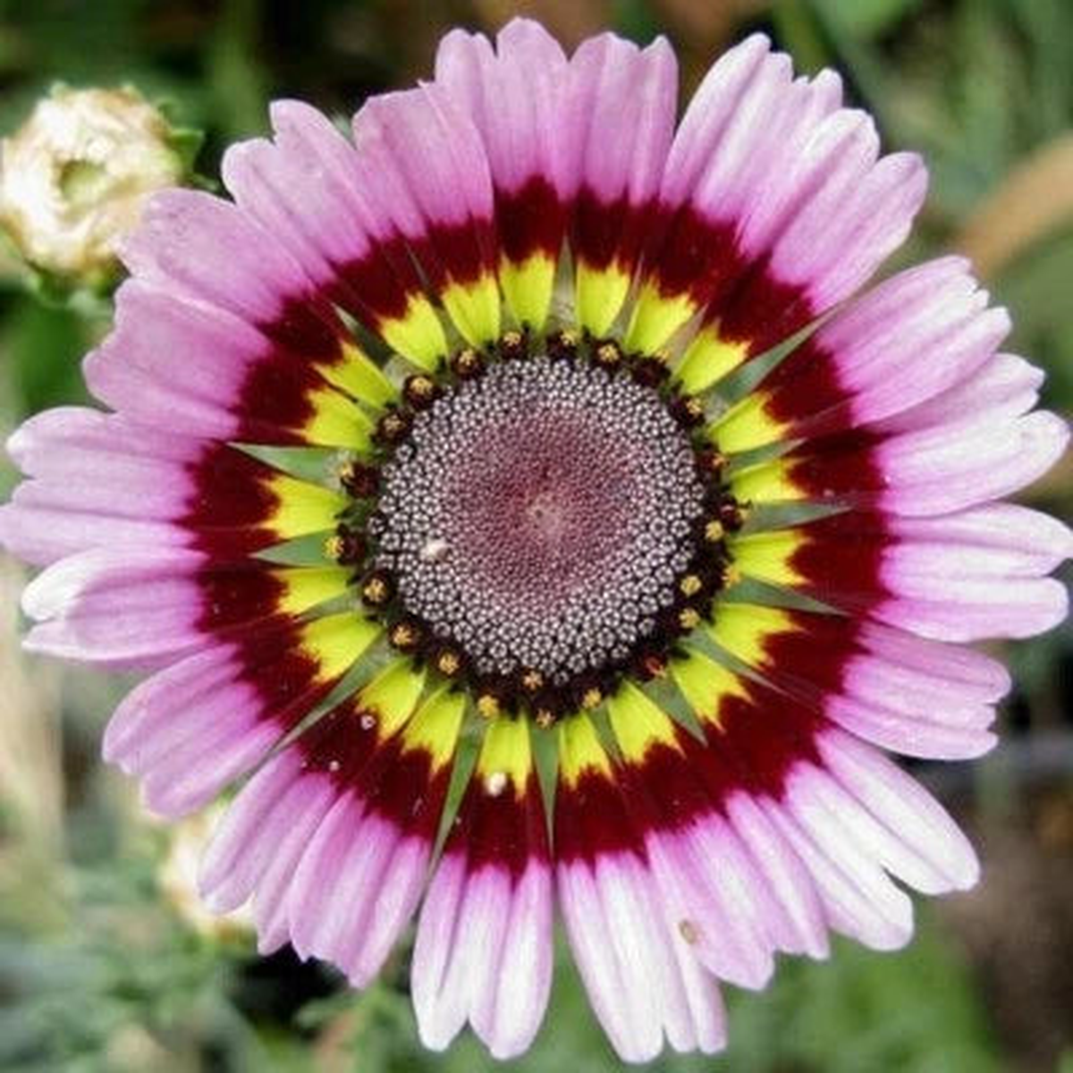 Painted Mix Daisy Flower Seeds for Planting Non GMO Heirloom Pink Indian Blanket Colors, Non-GMO