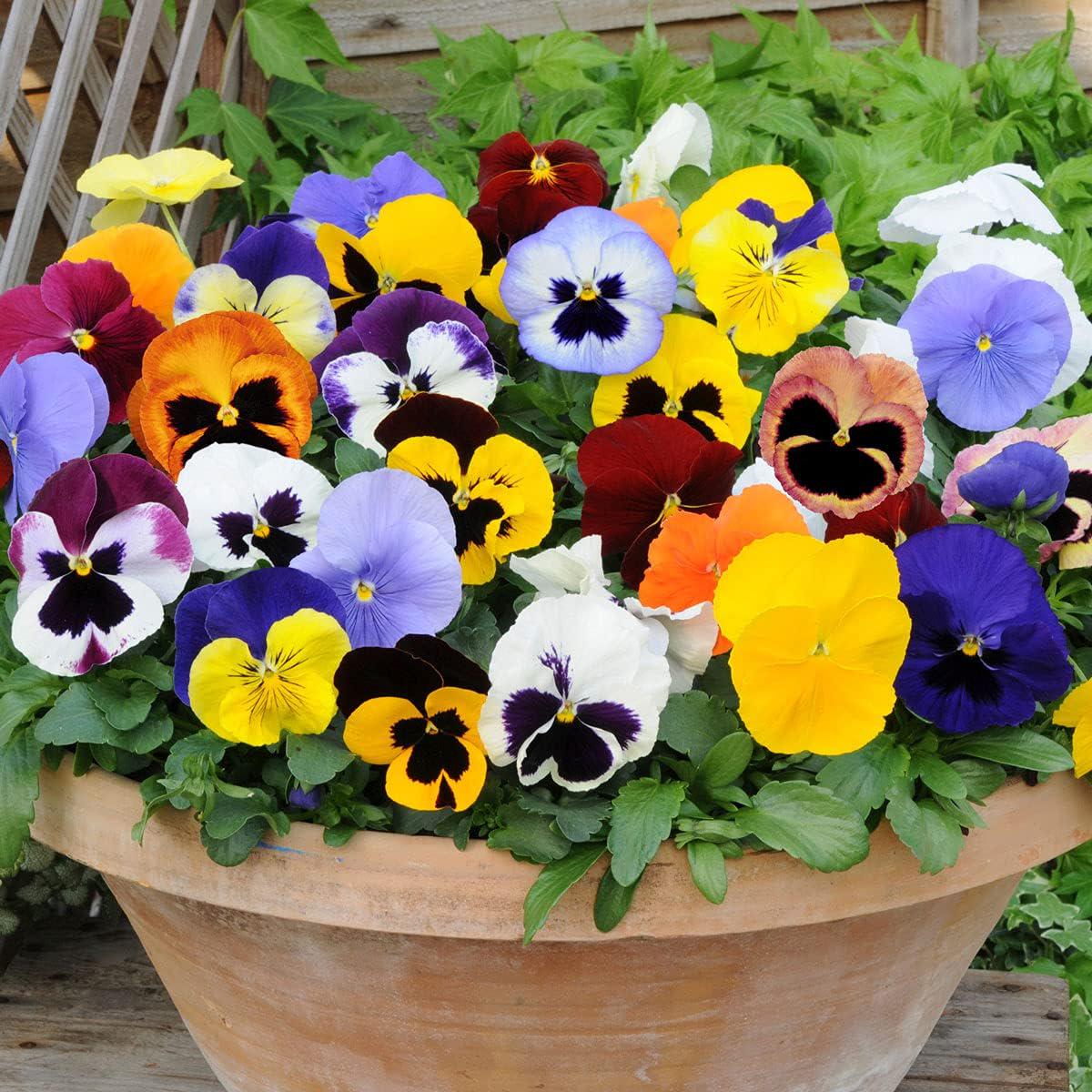 Pansy Flower Seeds for Planting – Bright Blooms, Heirloom & Non-GMO Garden Seeds