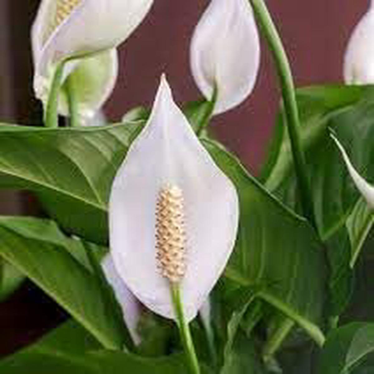 Peace Lily Plant Seeds for Planting  Non-GMO Heirloom Organic Garden Seeds, High Germination