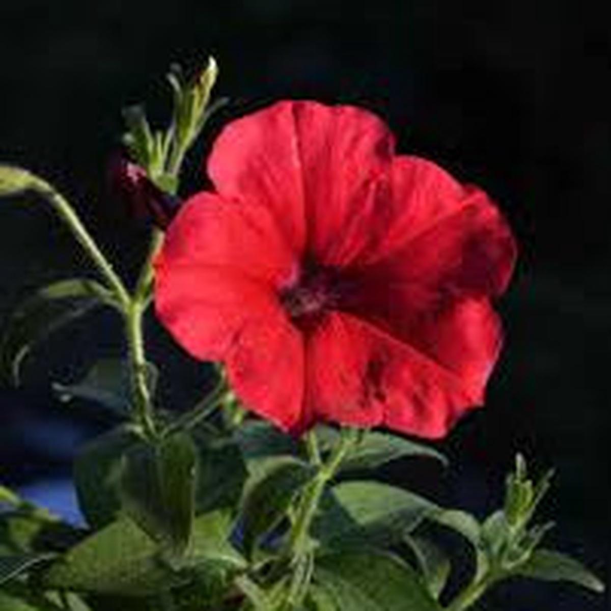 Petunia Seeds for Planting Heirloom, Non-GMO, Red Blooms, Easy to Grow