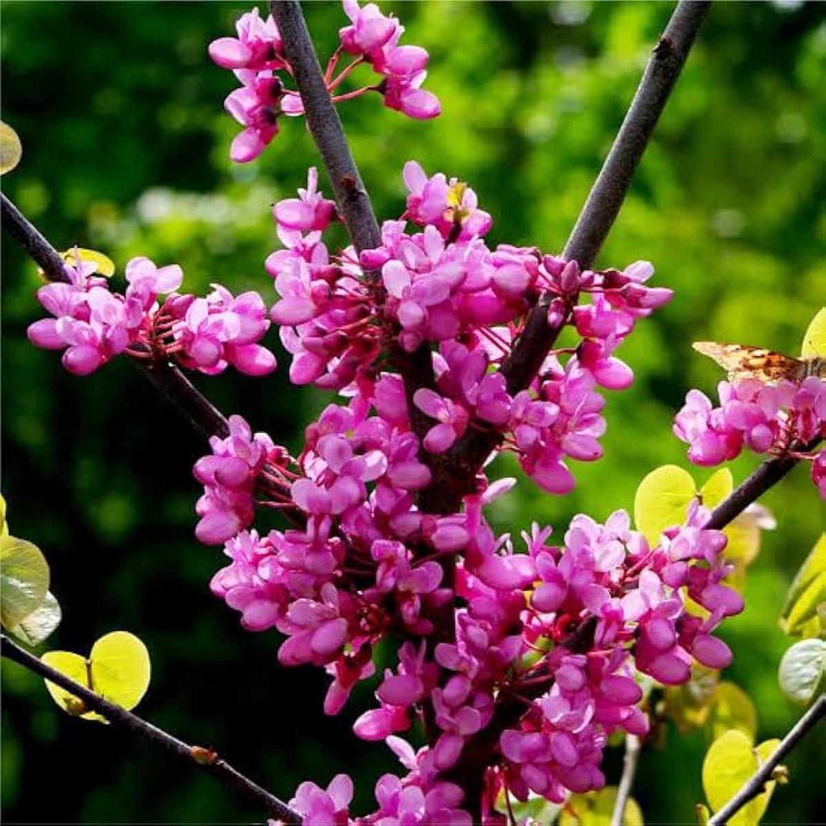 Pink Canadensis Flower Seeds for Planting  Low-Maintenance Heirloom, Non-GMO, High Germination Garden Seeds