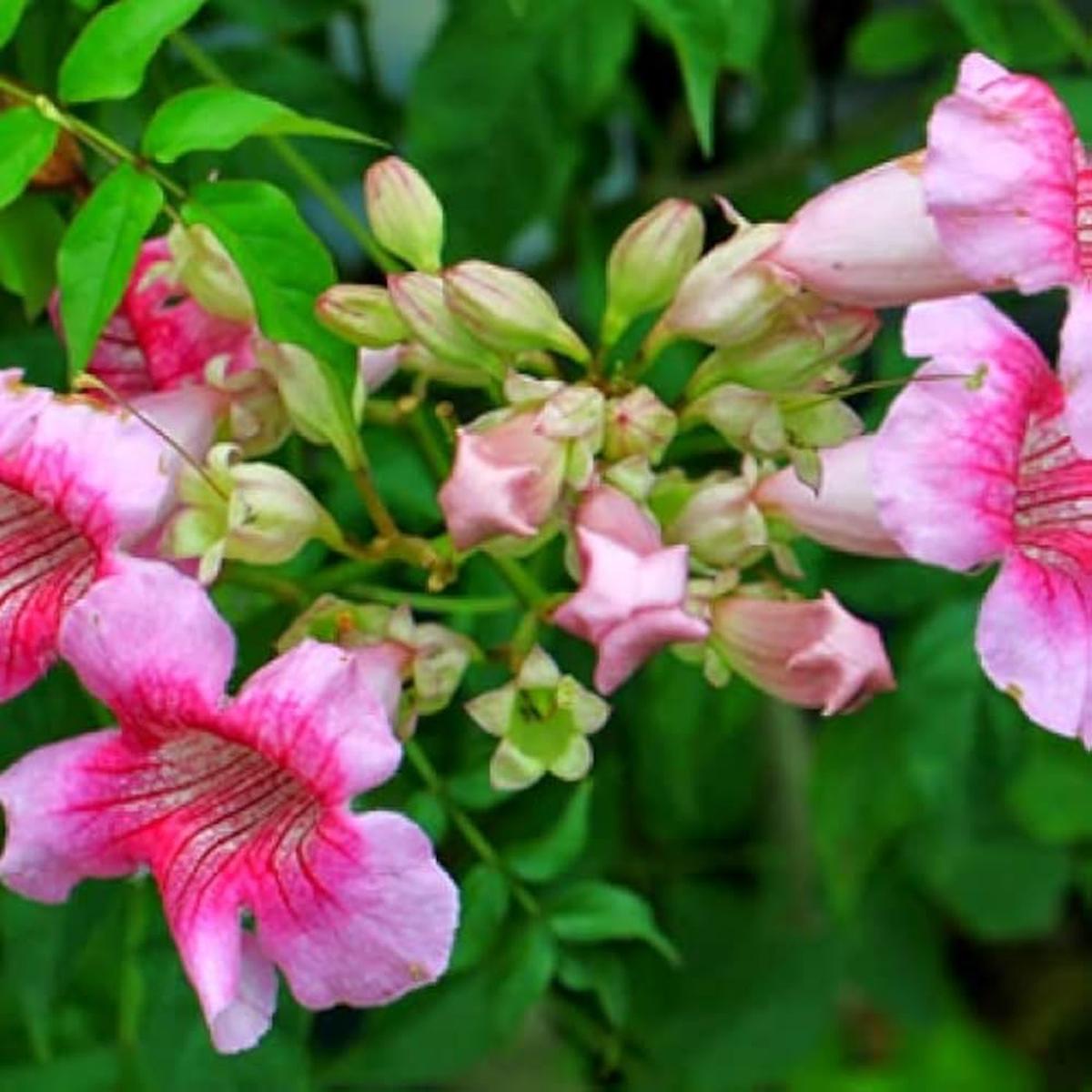 Pink Cape Honeysuckle Flower Seeds for Planting  Heirloom, NonGMO, High Germination Organic Garden Seeds