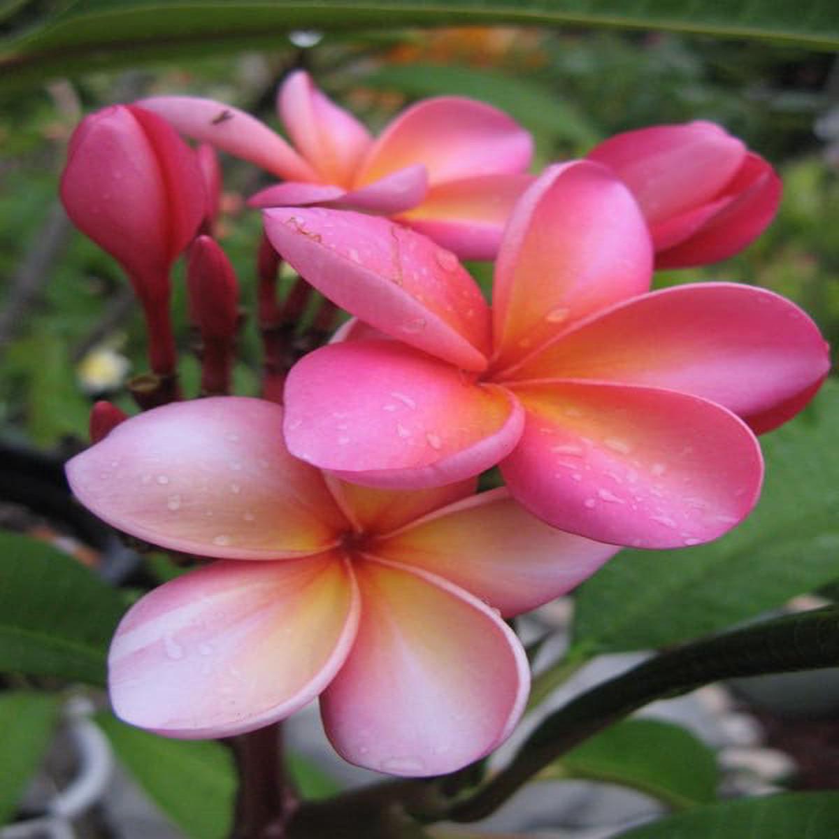 Pink Frangipani Flower Seeds for Planting | Heirloom Non-GMO High Germination Organic Garden Seeds