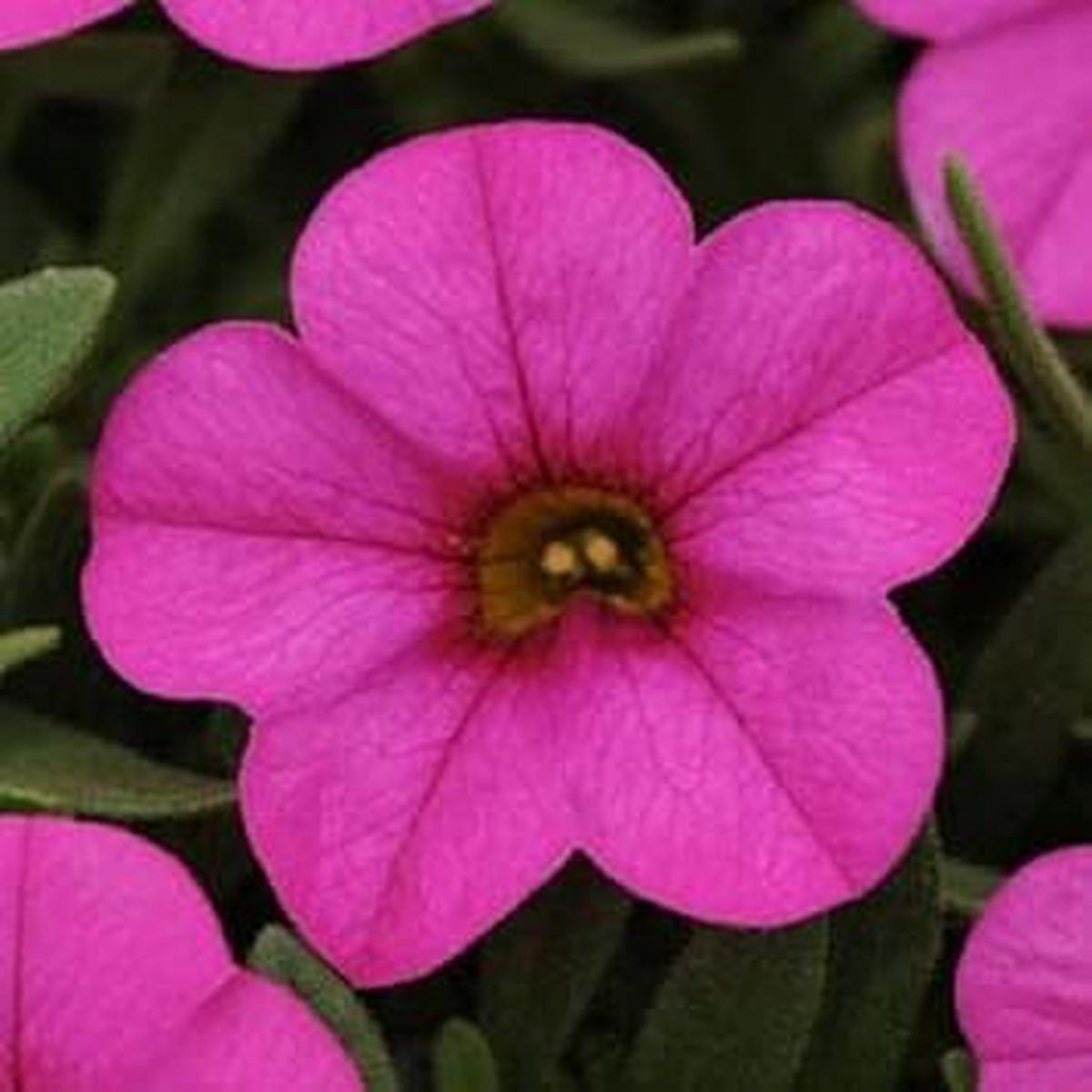 Pink Kabloom Flower seeds for Planting – Low Maintenance, Heirloom & GMO Free Seeds for Home Garden