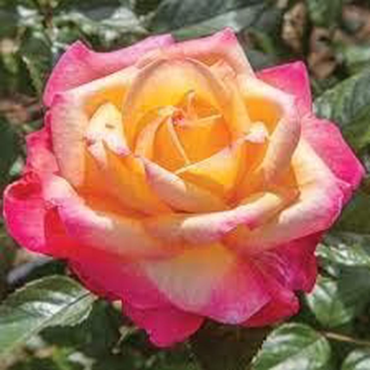 Pink Yellow Rose Plant Seeds for Planting Non-GMO Heirloom Garden Seeds Perfect for Home and Outdoor Growing