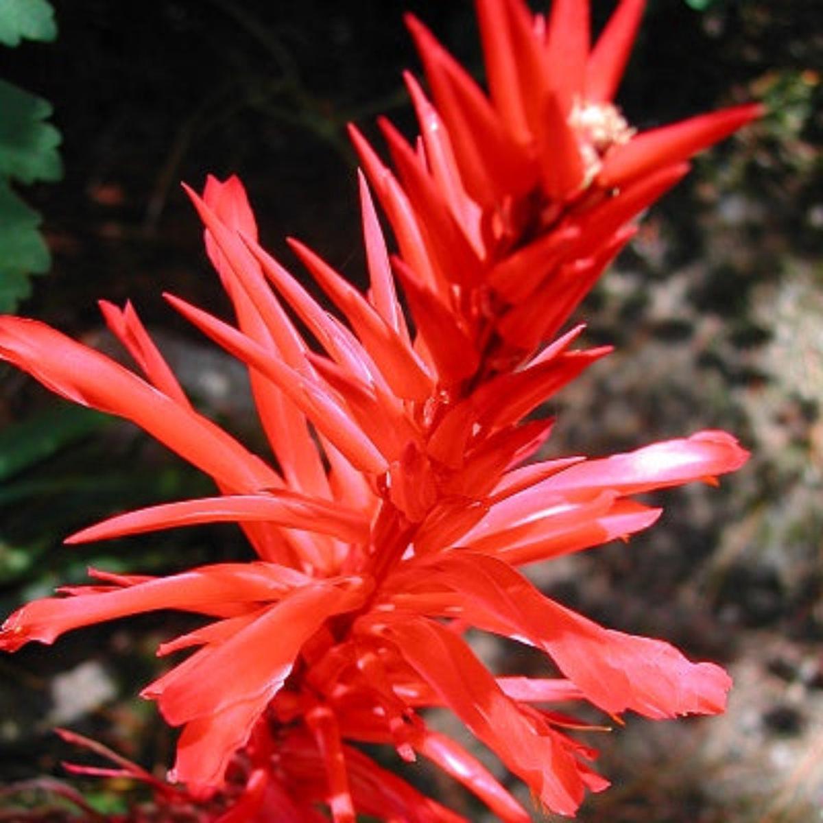 Pitcairnia ringens Seeds – Seeds – Rare Bromeliad  Heirloom, Non-GMO, High Germination Organic Garden Seeds