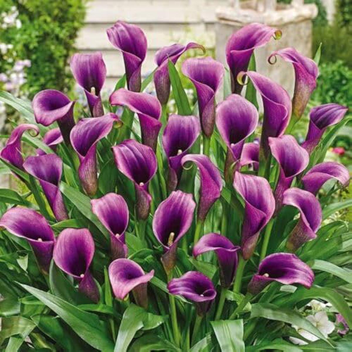 Purple Calla Lilies Flower – Heirloom, Non – Gmo Seeds