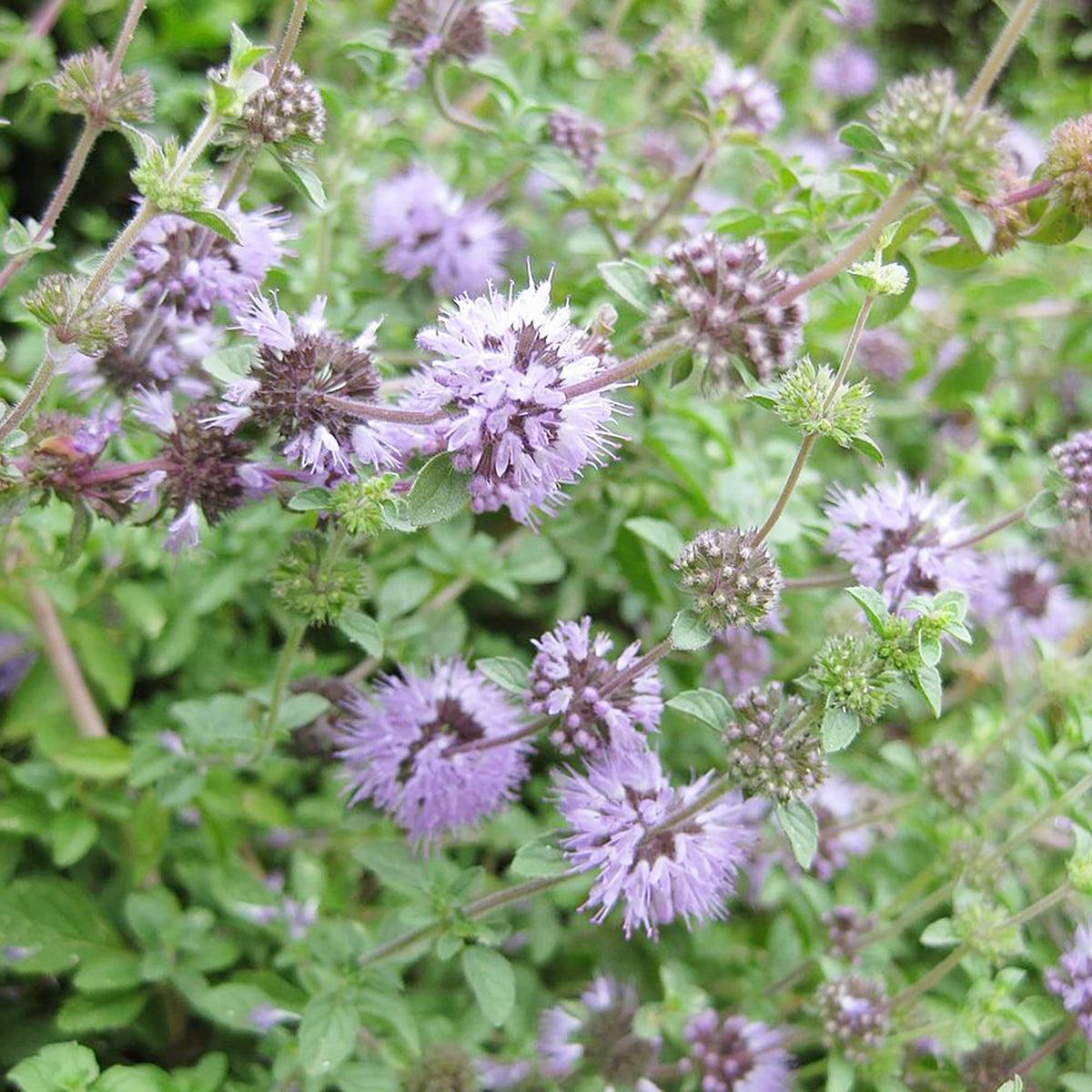 Purple Pennyroyal Flower seeds for Planting Premium Quality Heirloom & GMO Free Seeds for Home Garden   Sale