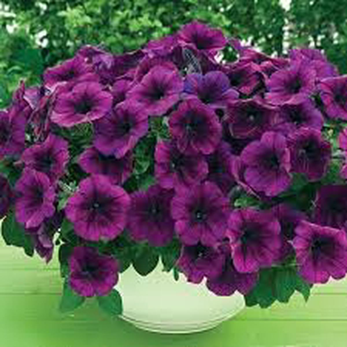 Purple Trailing Petunia Flower Seeds for Planting  Cascading, Fast-Growing, Hanging Basket Blooms