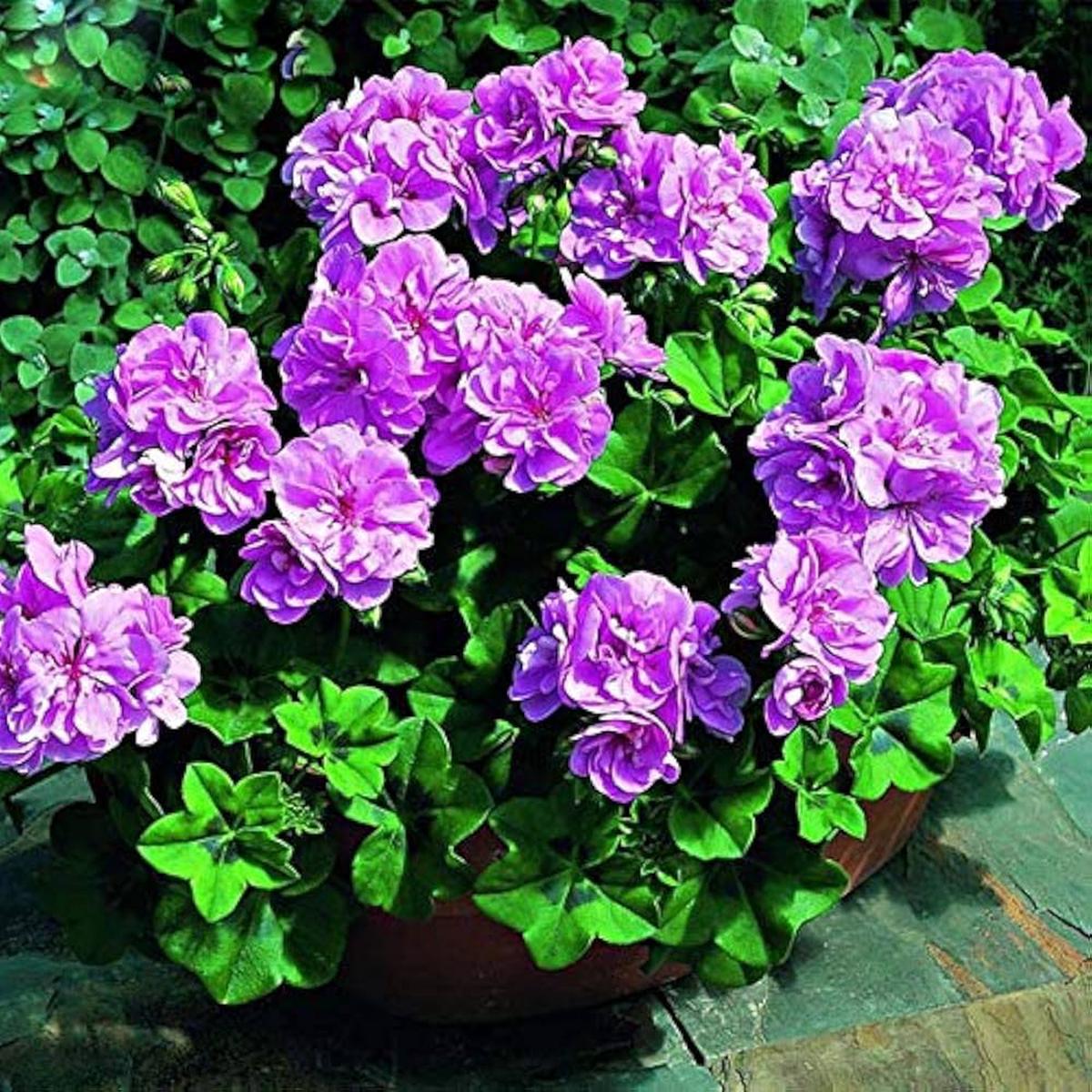 Purple Univalve Geranium Seeds Pelargonium for Planting in Flower Bed & Garden