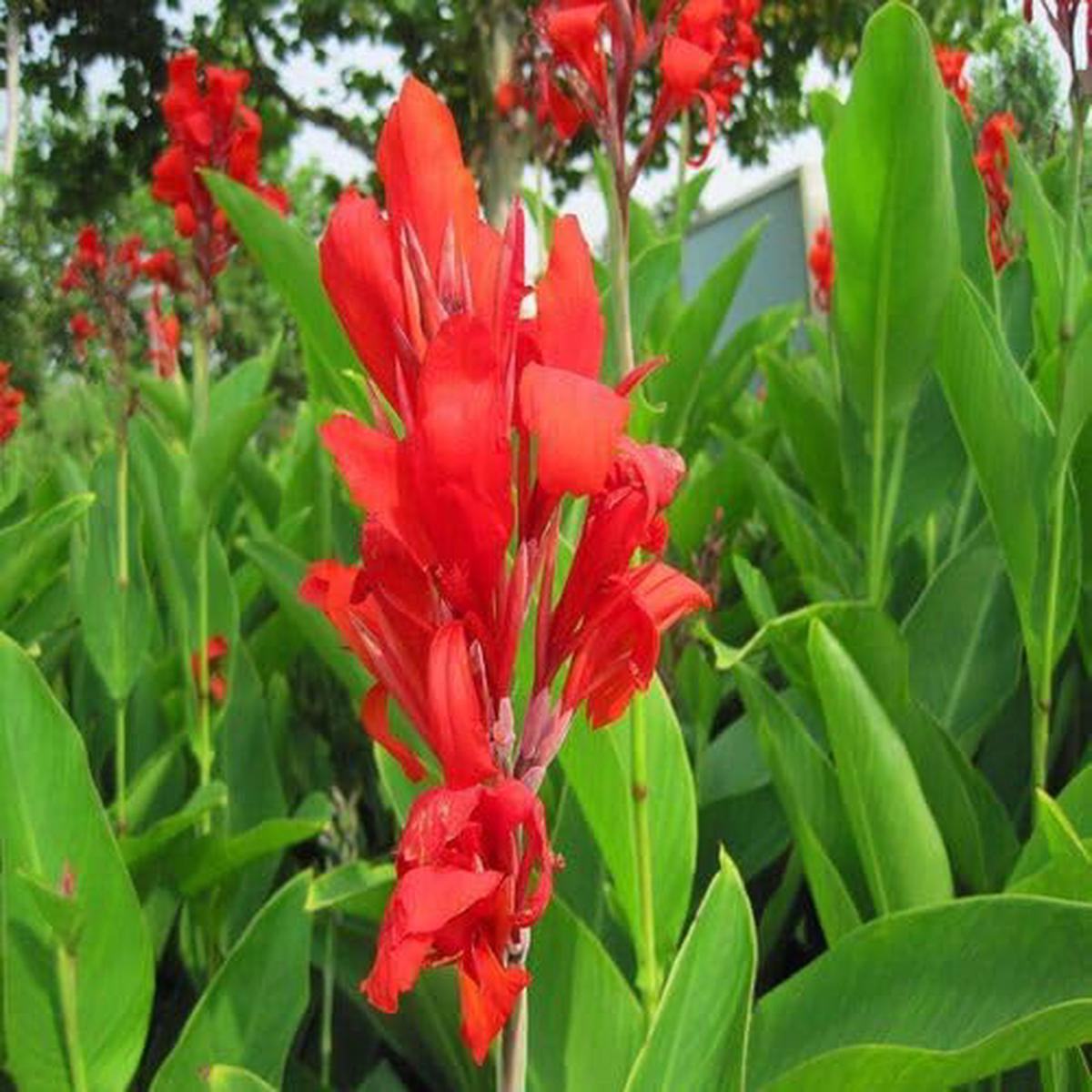 Red Canna Flower – Heirloom, Non – Gmo Seeds