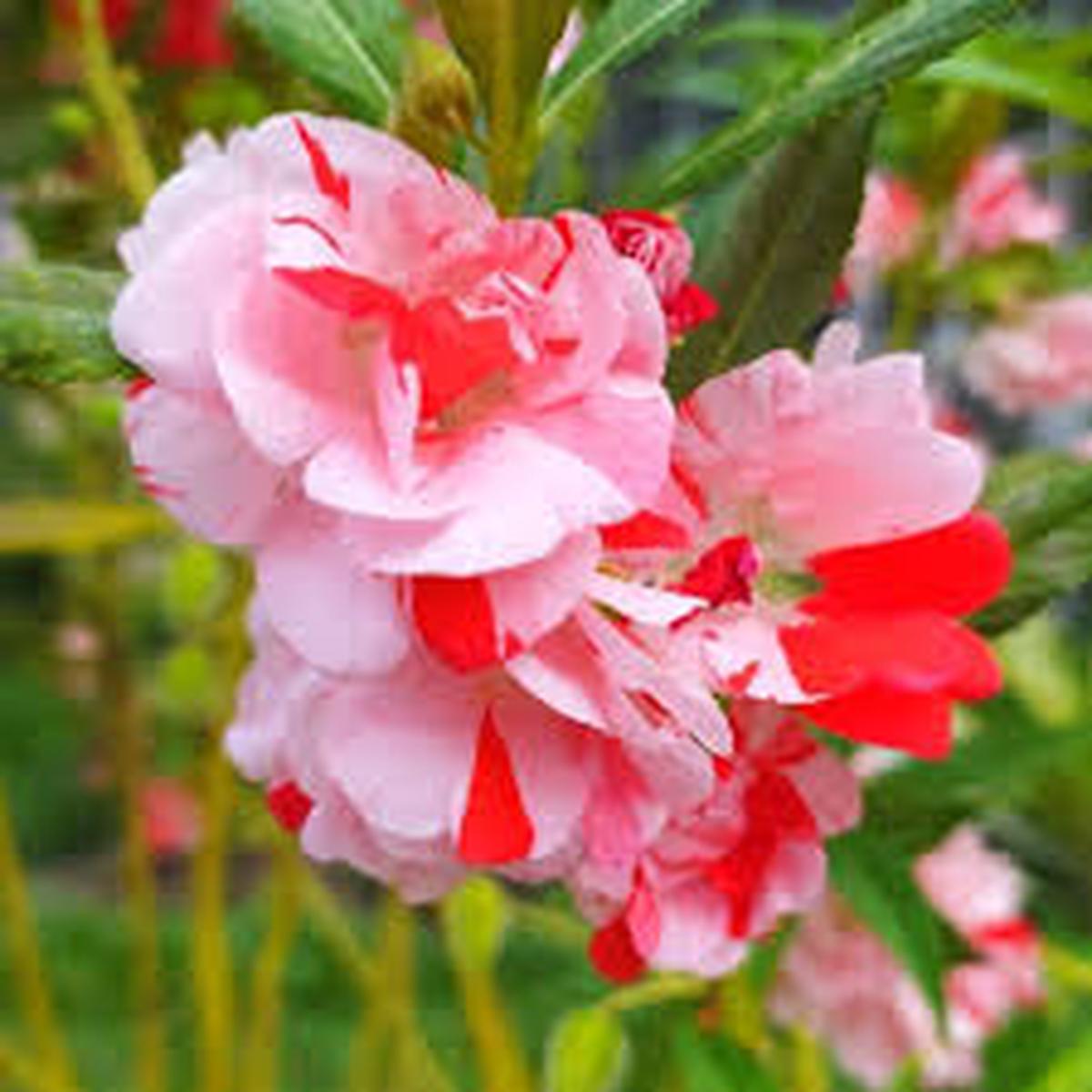 Red White Balsam Flower Seeds for Planting Heirloom, Non-GMO, Organic Garden Seeds, High Germination, Seasonal Bloomer