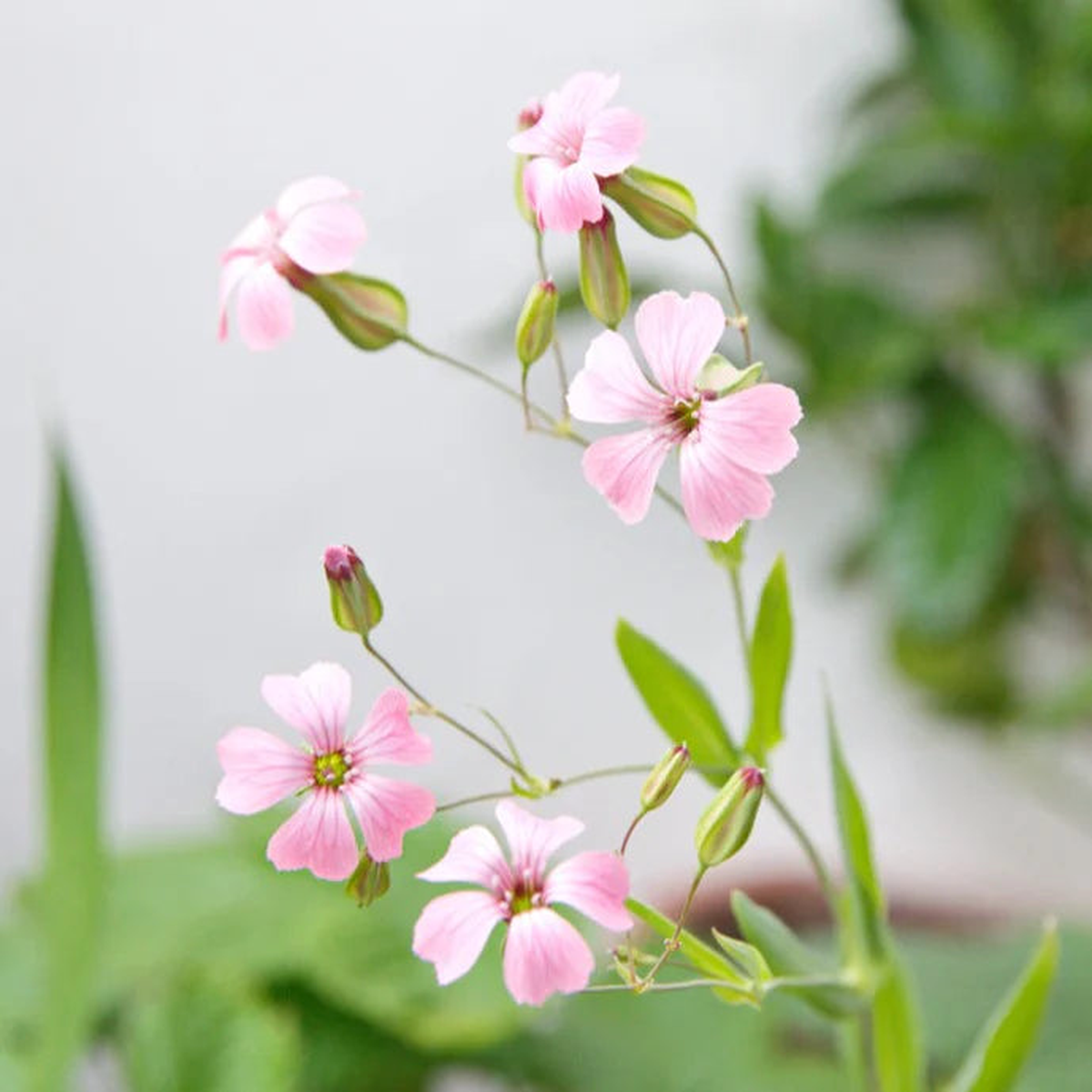 Saponaria Flower seeds for Planting – Bright Blooms, Heirloom & GMO Free Seeds for Home Garden