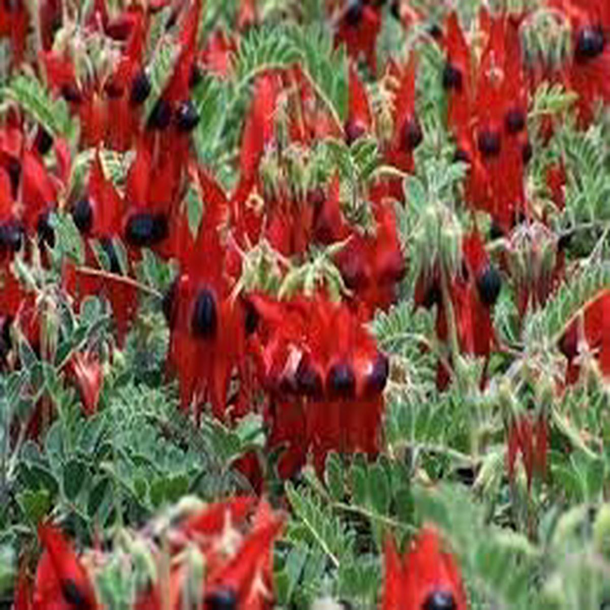 Sturt’s Flower Seeds for Planting – NON GMO Seeds