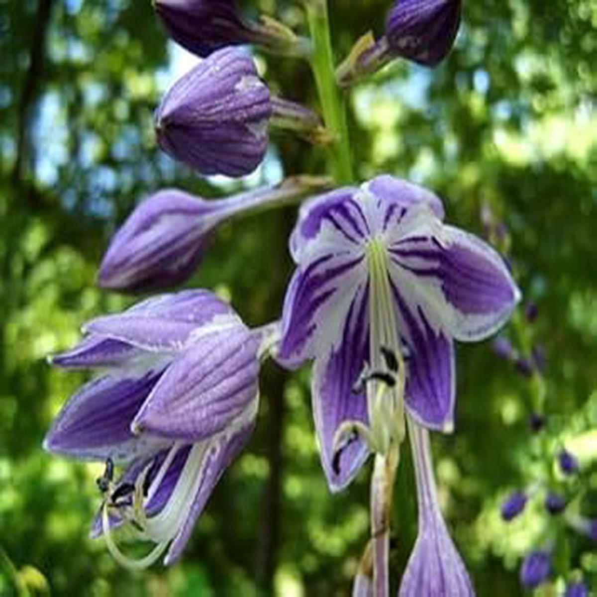 Ventricosa Hosta Flower Seeds for Planting – Bright Blooms, Heirloom, Non-GMO, Organic Garden Seeds, High Germination