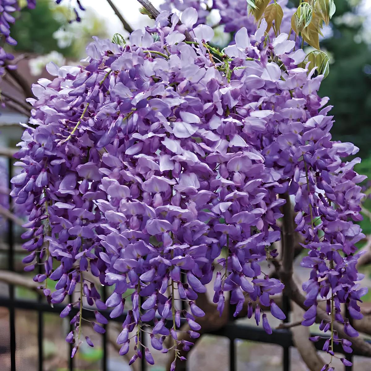 Wisteria Sinensis Flower Seeds (Glyzinienblumensamen)