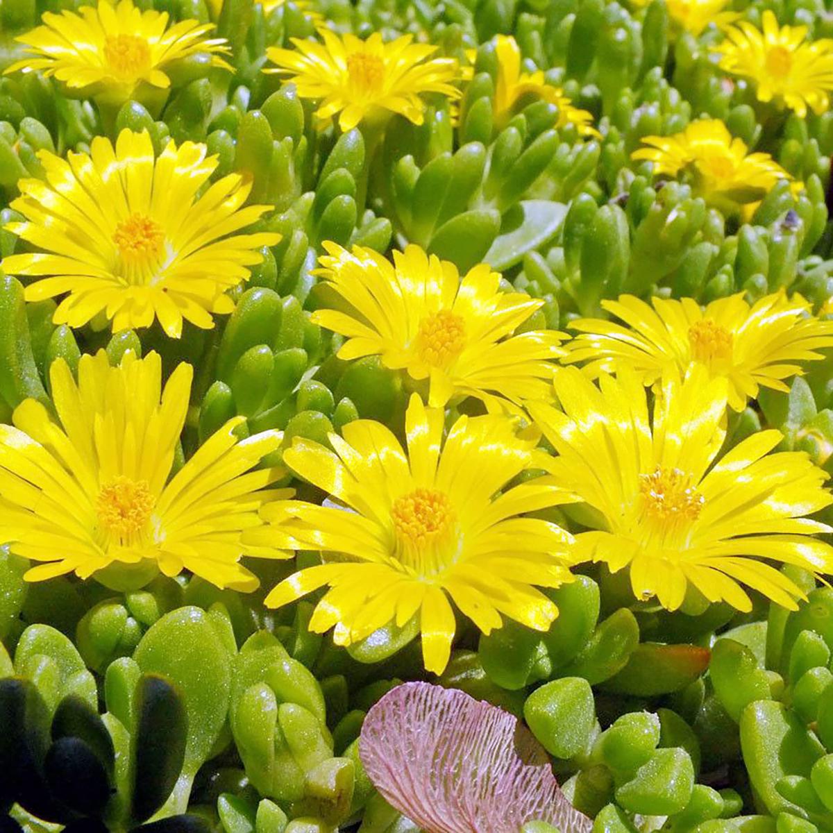Yellow Ice Plant (Delosperma nubigenum) Flower Seeds for Planting  Heirloom, Non-GMO, Drought-Tolerant, Perennial