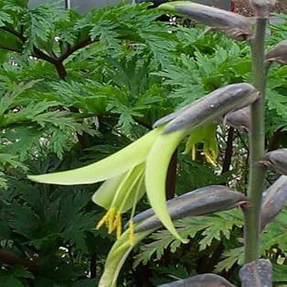 Yellow Puya Mirabilis Heirloom Non-GMO Plant Seeds  Exotic Flower Seeds for Garden Planting