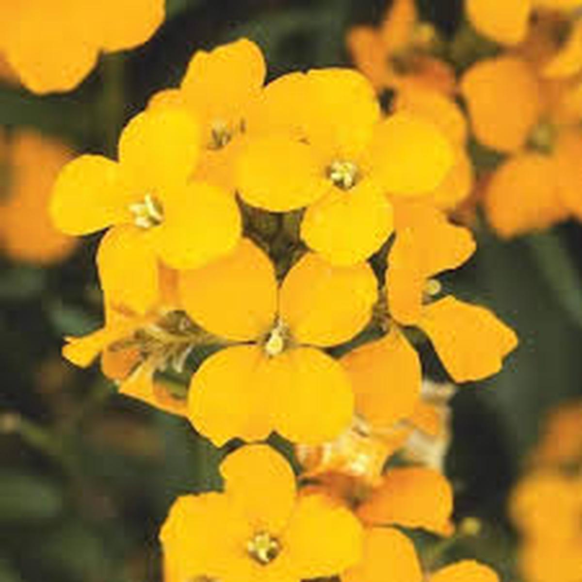 Yellow Wallflower Flower Seeds for Planting Heirloom, Non-GMO, Premium Quality Garden Seeds