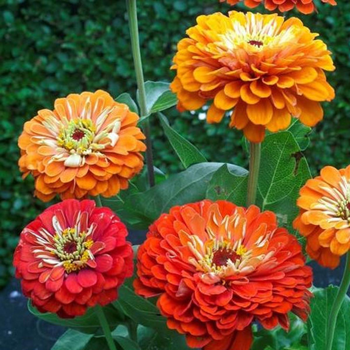 Zinnia Orange Flower seeds for Planting – Bright Blooms, Heirloom & GMO Free Seeds for Home Garden