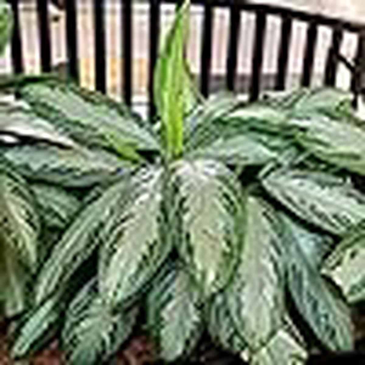 Aglaonema Green for Planting Easy to Grow, Heirloom & Non-GMO Garden Seeds