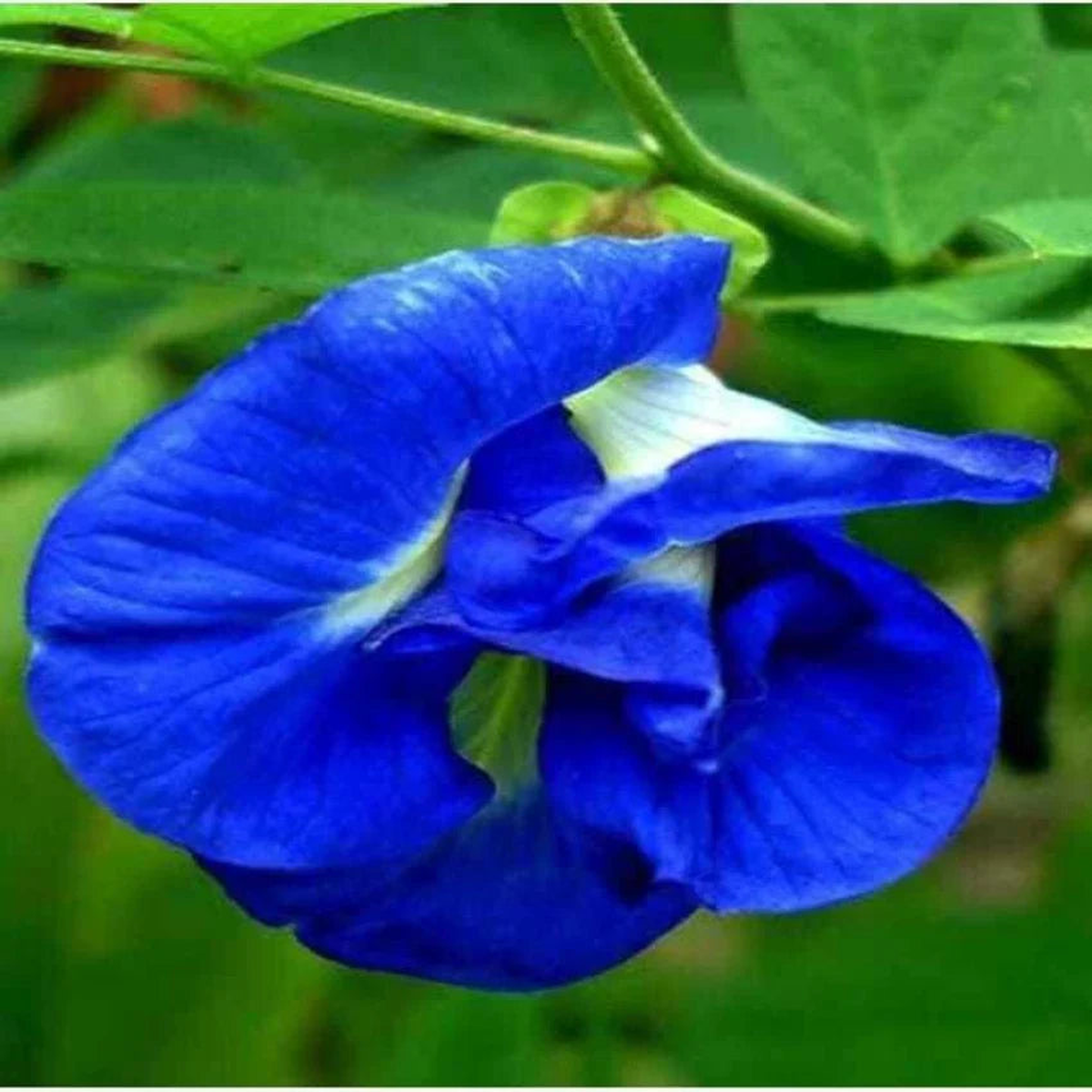 Blue Clitoria Flower Seeds for Planting  Heirloom, Non-GMO, High Germination Organic Garden Seeds