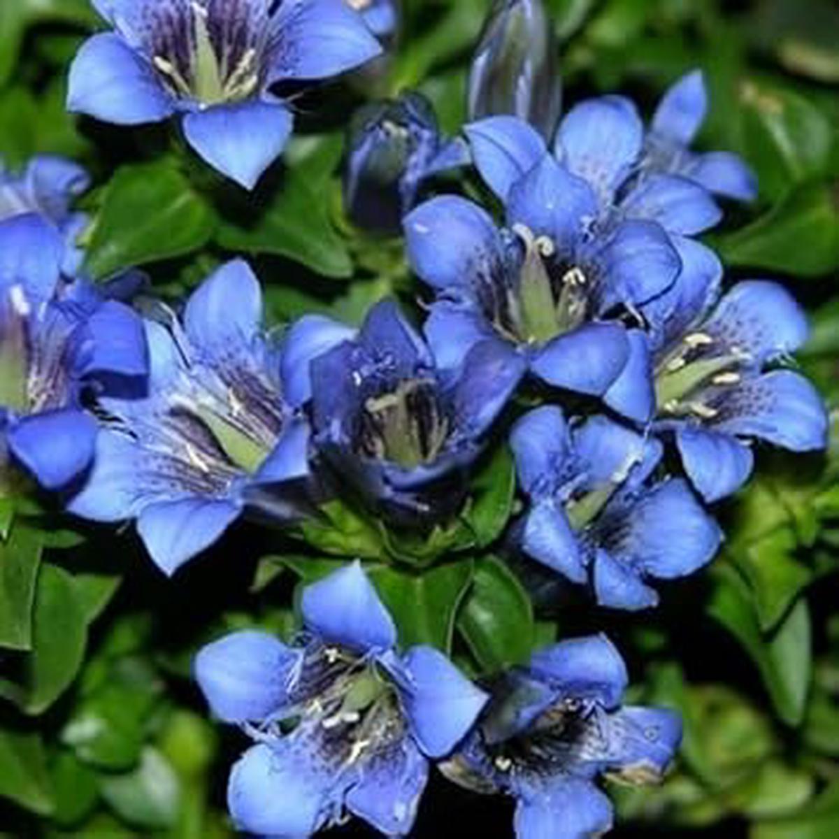 Blue Gentiana Flower Seeds for Planting – 100
