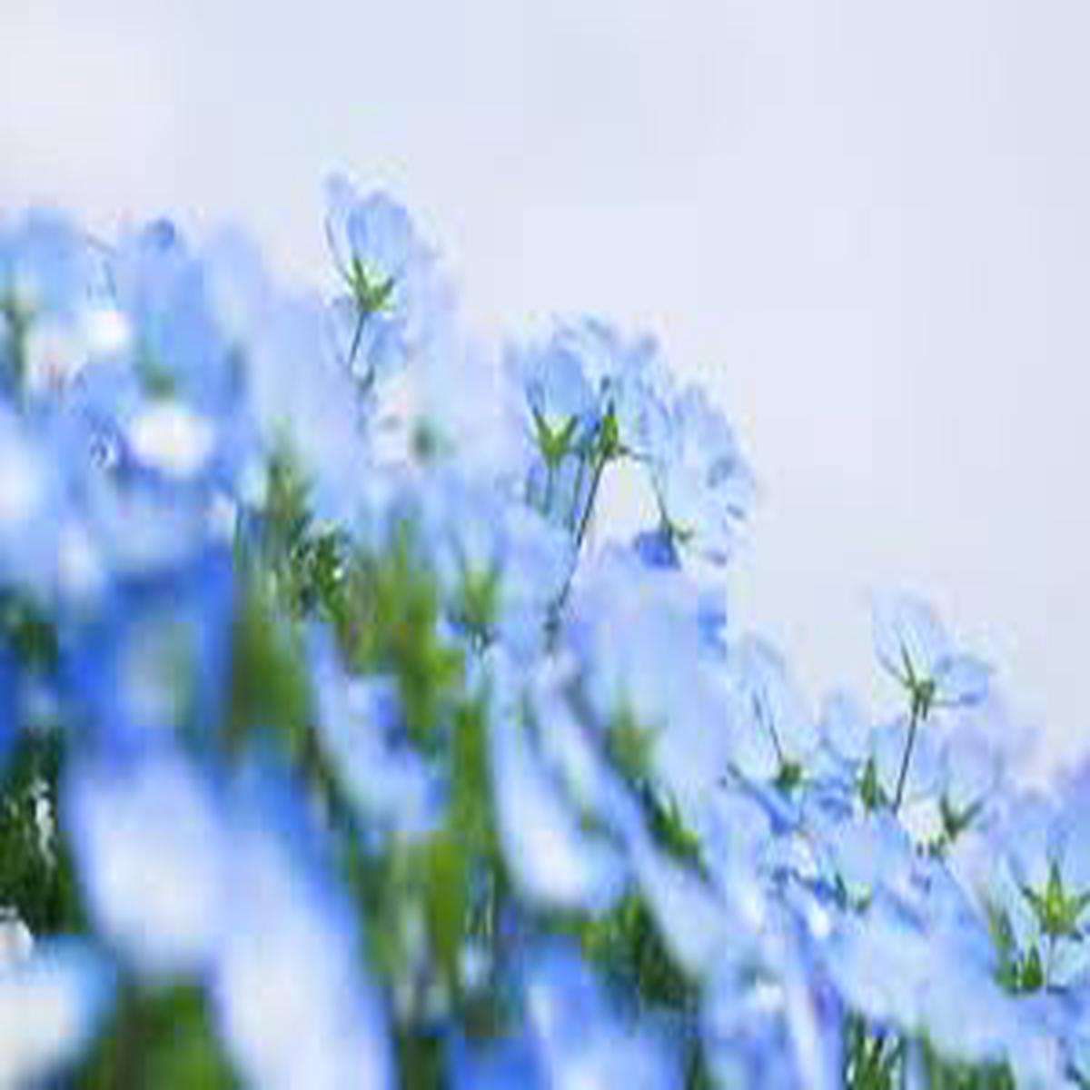 Blue Gypsophila Flower Seeds for Planting | Heirloom Non-GMO Organic Garden Seeds | Hardy Variety, 100pcs