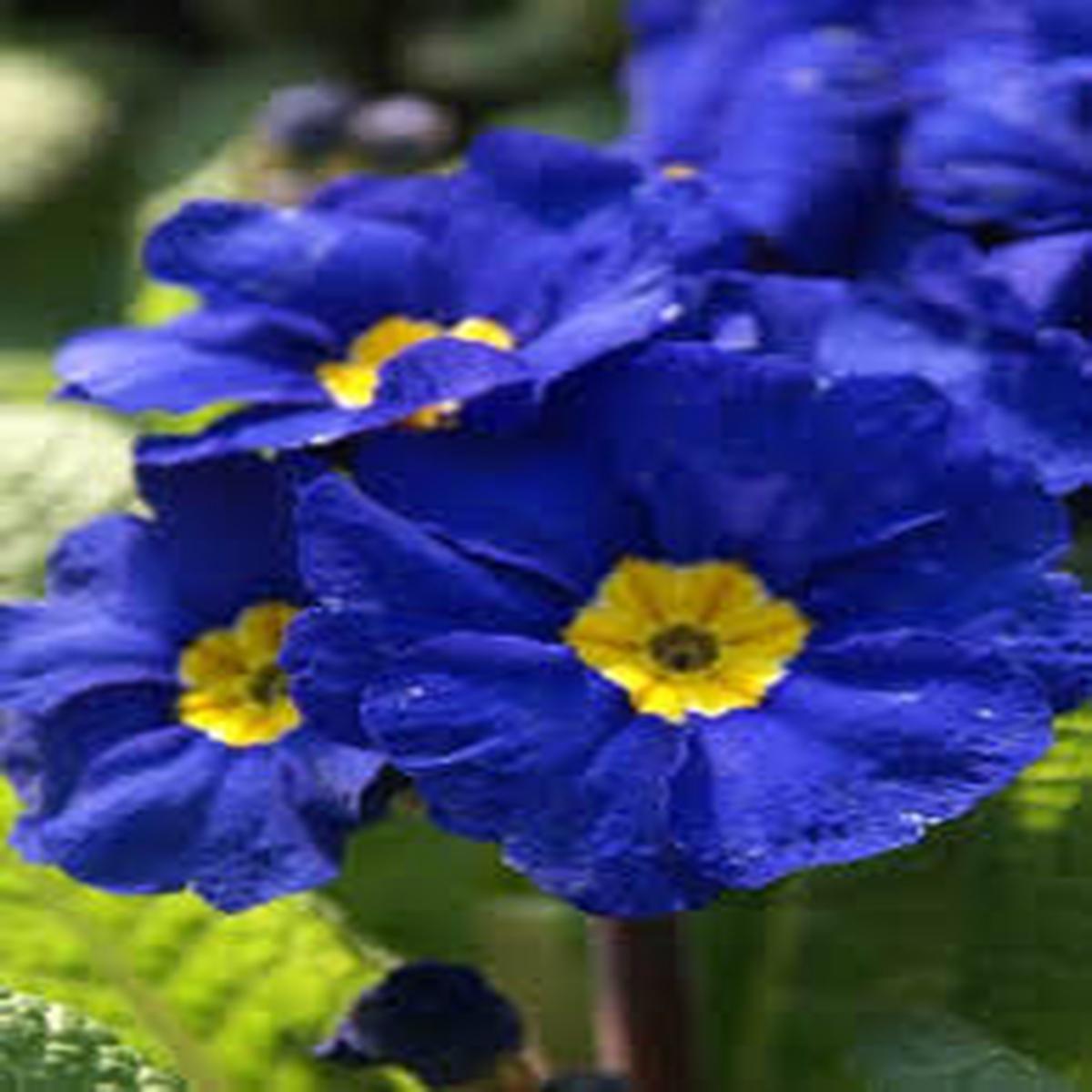 Blue Primrose Flower seeds for Planting  Compact Growth, Heirloom & Non-GMO Seeds for Home Garden