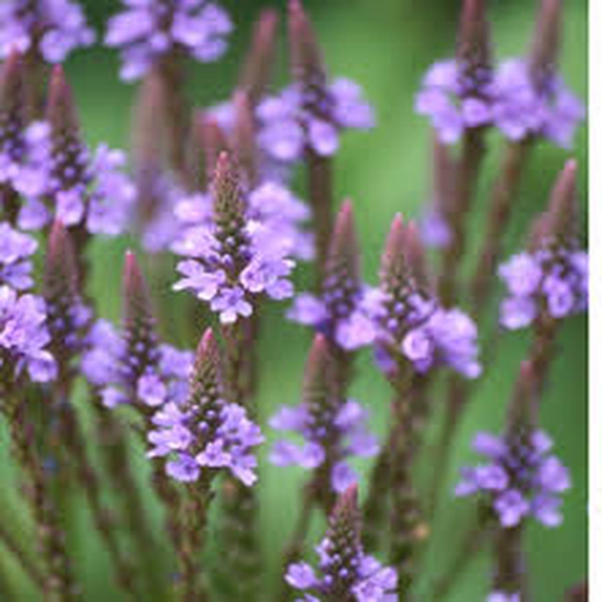 Blue Verbena Hastata Flower seeds for Planting – Colorful Display, Heirloom & GMO Free Seeds for Home Garden