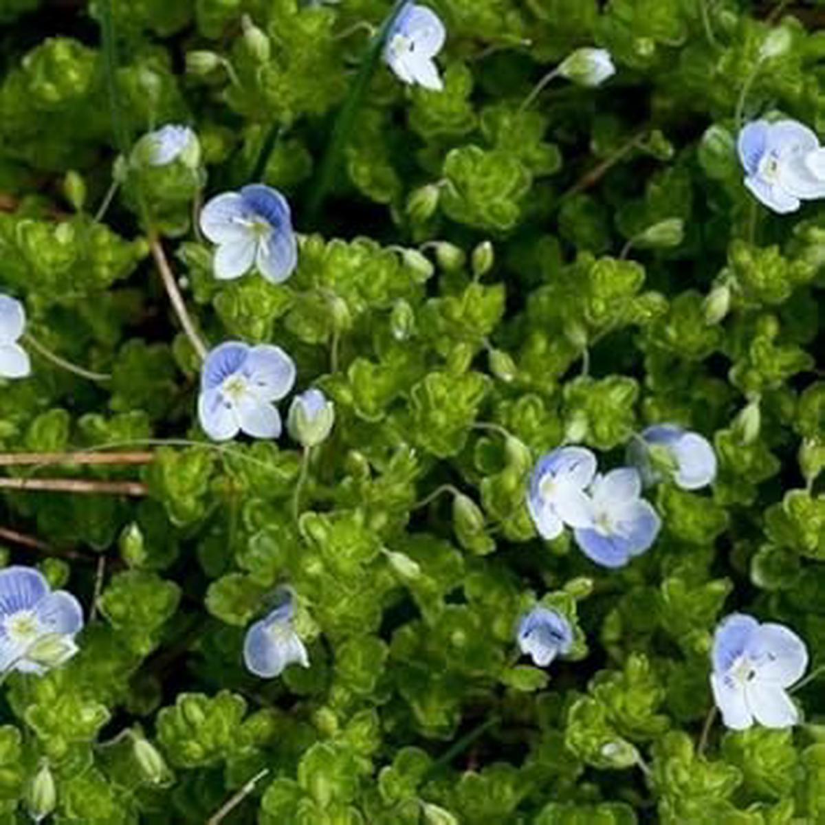 Blue Veronica Repens Flower seeds for Planting – Compact Growth, Heirloom & GMO Free Seeds for Home Garden
